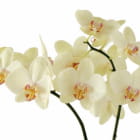 Miniatura fototapety Makellose Orchidee