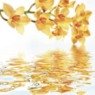 Miniatura fototapety Gelbe wilde Orchidee