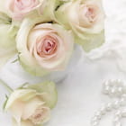 Miniatura fototapety Weiße Rosen und Perlen