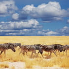 Miniatura fototapety Afrikanische Zebras