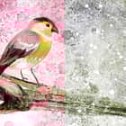 Miniatura fototapety Vogelhaus auf einem Baum fragment # 1
