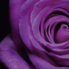 Miniatura fototapety Lila Rose