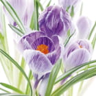 Miniatura fototapety Blühender Krokus