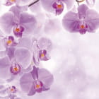 Miniatura fototapety Leuchtend violette Orchideen