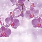 Miniatura fototapety Rosa Orchidee