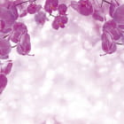 Miniatura fototapety Orchideen auf hellem Hintergrund