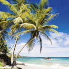 Miniatura fototapety Palmen an einem tropischen Strand