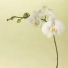 Miniatura fototapety Orchidee auf hellem Hintergrund
