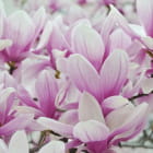 Miniatura fototapety Wunderschöne Magnolien
