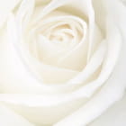 Miniatura fototapety Große weiße Rose