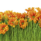 Miniatura fototapety Blumen auf dem Gras