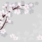 Miniatura fototapety Sakura auf grauem Hintergrund 