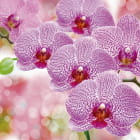 Miniatura fototapety Wunderschöne lila Orchideen