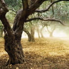 Miniatura fototapety Ein großer Baum