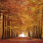 Miniatura fototapety Herbstgasse