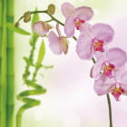 Miniatura fototapety Rosa Orchidee und Bambus