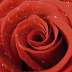 Miniatura fototapety Wassertropfen auf einer Rose