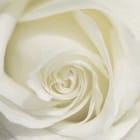 Miniatura fototapety Wunderschöne weiße Rose