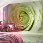 Miniatura fototapety Pfirsichrose we wnętrzu sypialni