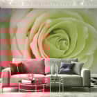 Miniatura fototapety Pfirsichrose we wnętrzu salonu