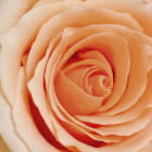 Miniatura fototapety Pfirsichrose