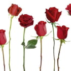 Miniatura fototapety Große Rosen