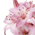 Miniatura fototapety Rosa Lilien