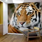 Miniatura fototapety Sibirischer Tiger we wnętrzu przedpokoju