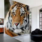 Miniatura fototapety Sibirischer Tiger we wnętrzu salonu
