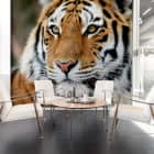 Miniatura fototapety Sibirischer Tiger we wnętrzu biura