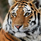 Miniatura fototapety Sibirischer Tiger