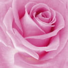 Miniatura fototapety Pinke Rose
