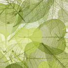 Miniatura fototapety Transparente grüne Blätter