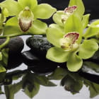 Miniatura fototapety Grüne Orchidee im Wasser