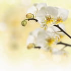 Miniatura fototapety Anmutige weiße Orchidee