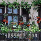 Miniatura fototapety Blumen auf dem Balkon