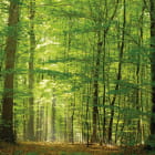 Miniatura fototapety Naturwald