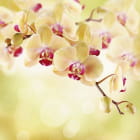 Miniatura fototapety Teeorchidee