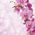 Miniatura fototapety Strahlend rosa Orchidee