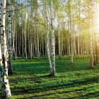 Miniatura fototapety Morgendämmerung in einem Birkenwald