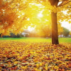 Miniatura fototapety Sonniger Herbst