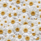 Miniatura fototapety Wunderschöne Gänseblümchen