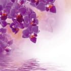 Miniatura fototapety Lila Orchideen über Wasser