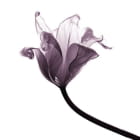 Miniatura fototapety Lila Tulpe