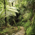 Miniatura fototapety Amazonaswälder