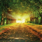 Miniatura fototapety Anfang Herbst