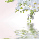 Miniatura fototapety Orchideenreflexion im Wasser