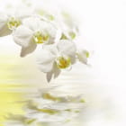 Miniatura fototapety Helle Orchidee
