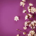 Miniatura fototapety Blumen auf purpurrotem Hintergrund