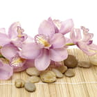 Miniatura fototapety Bezaubernde rosa Orchidee